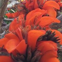 albero di erythrina Caffra altezza MT. 2,70