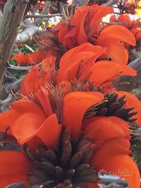 albero di erythrina Caffra altezza MT. 2,70