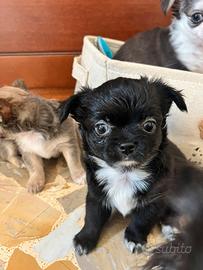 Chihuahua