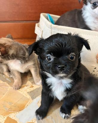 Chihuahua