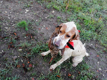 Cani da caccia setter
