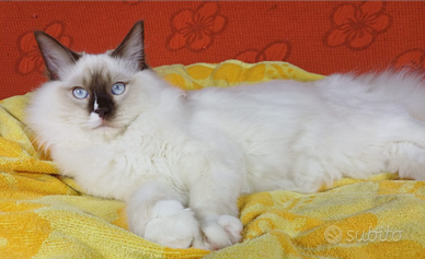 Cucciolo di Ragdoll Wonder Blue Shakespeare