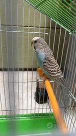 Cocorita con gabbietta