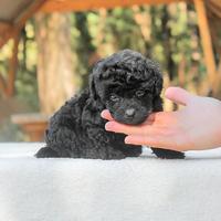 Cucciola di Barboncino disponibile