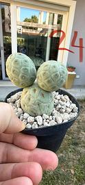 Cactus molto belli