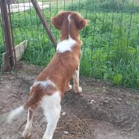 Cucciolo di Breton