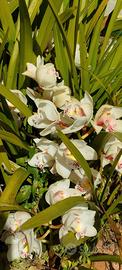 Orchidee da giardino
