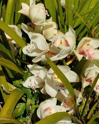 Orchidee da giardino