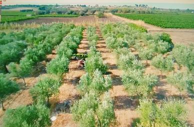Terreno Agricolo