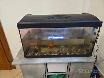Acquario con pesci