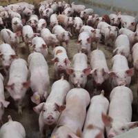 Maialini duroc danese