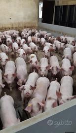 Maialini duroc danese