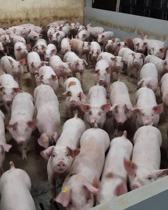 Maialini duroc danese