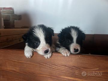 Cuccioli di Border collie