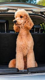 CUCCIOLI Fantastici Barbone Grande Mole
