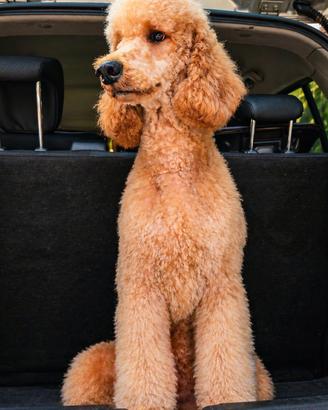 CUCCIOLI Fantastici Barbone Grande Mole