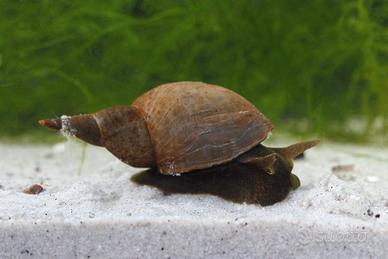 Lymnea stagnalis lumaca per laghetti