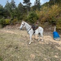 Cavallo