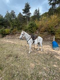 Cavallo