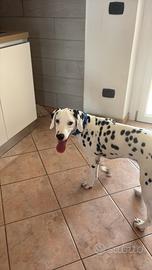 Cucciolo dalmata