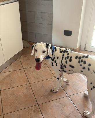 Cucciolo dalmata