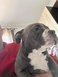 Contattare al numero 3391241362