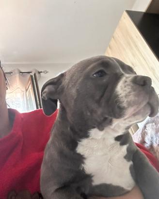 Contattare al numero 3391241362