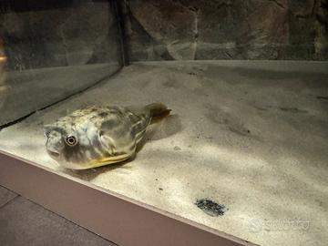 Pesce palla. lineatus