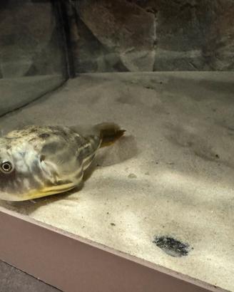 Pesce palla. lineatus