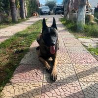 Maschio per monta pastore belga malinois