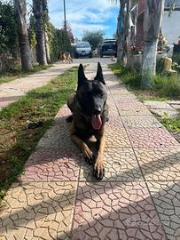 Maschio per monta pastore belga malinois