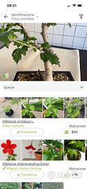 Bonsai Hibiscus syriacus L.