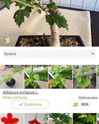 Bonsai Hibiscus syriacus L.