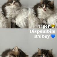 Cucciolo di Persiano Doll Face