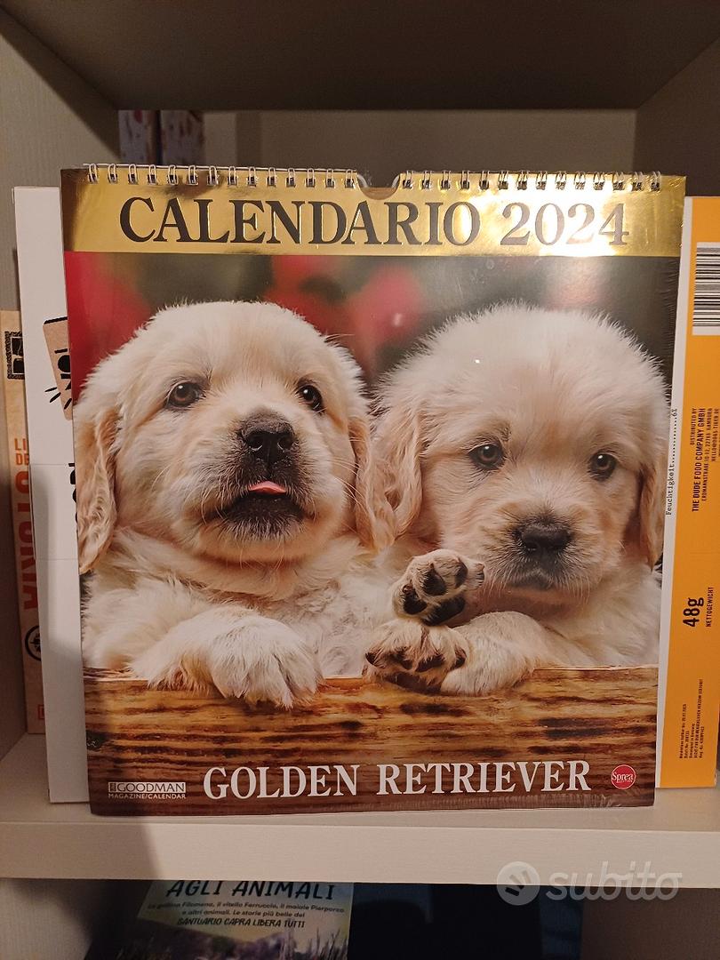 Calendario 2024 cani cuccioli Golden Retriever Arredamento e