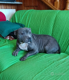 Staffordshire Bull Terrier adulta