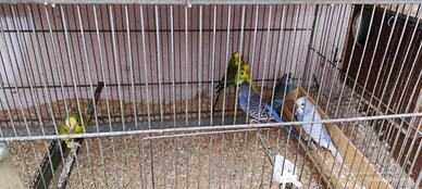 Pappagalli Cocorite