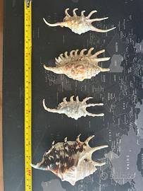 Collezione conchiglie Lambis