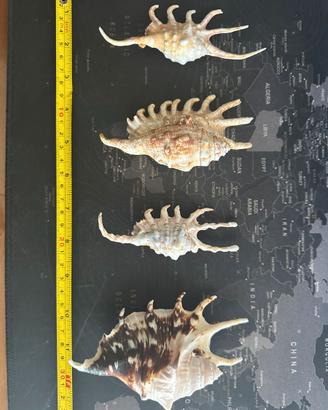 Collezione conchiglie Lambis