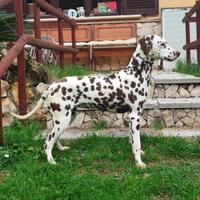 Femmina di Dalmata