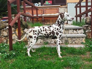 Femmina di Dalmata