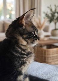 Maine Coon ULTIMO Cucciolo Maschio 3 mesi