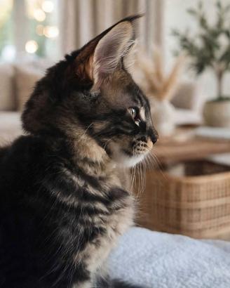 Maine Coon ULTIMO Cucciolo Maschio 3 mesi