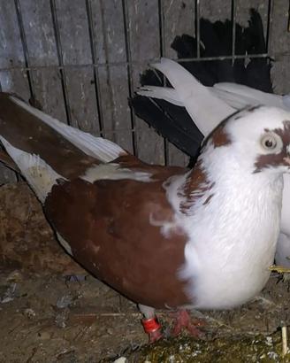 Colombi rotolatori