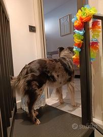 border collie