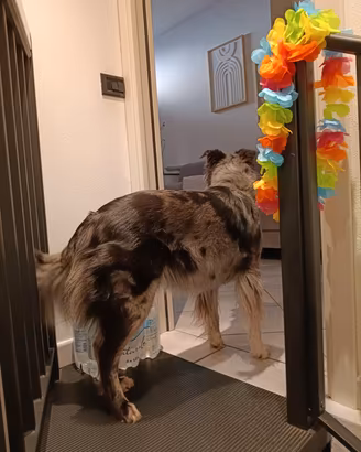 border collie