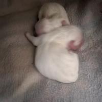 Cuccioli di razza maltese