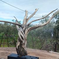 Tronco driftwood 