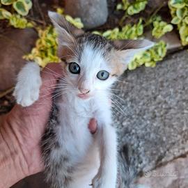 Gattino meticcio maschio