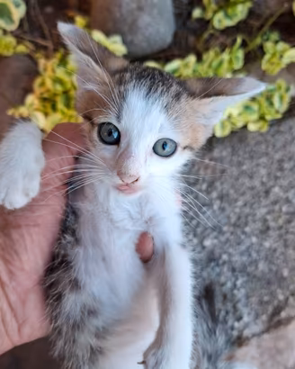 Gattino meticcio maschio